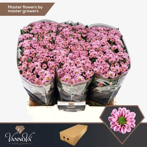 Chr S Rossi Pink