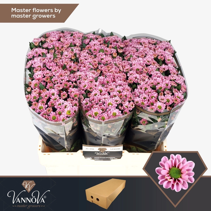 <h4>Chr S Rossi Pink</h4>