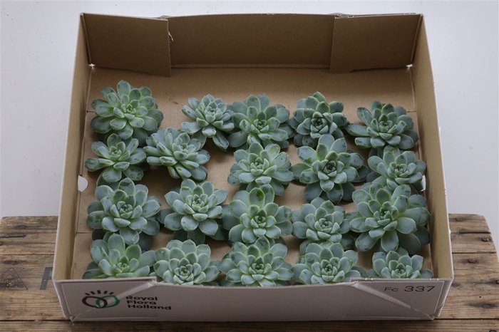 <h4>Echeveria Albicans Klein X20</h4>