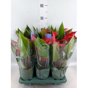 Anthurium andr. 'Picanta Red'