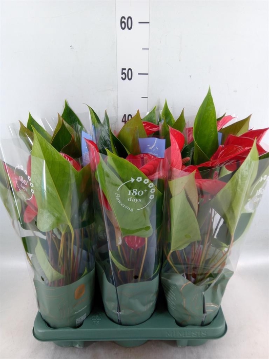 <h4>Anthurium andr. 'Picanta Red'</h4>