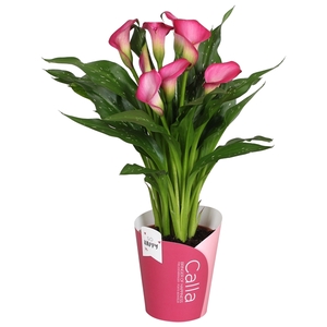 Zantedeschia Zazu SoHappyCalla roze met roze potcover