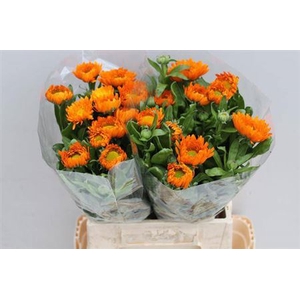 Calendula Green Spot Or Extra