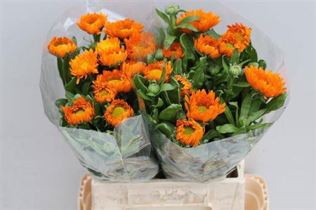 Calendula Green Spot Or Extra