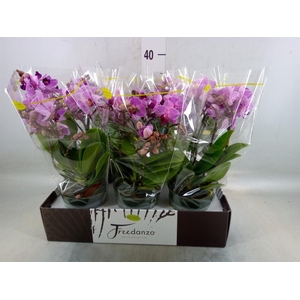 Phalaenopsis multi.   ...lilac