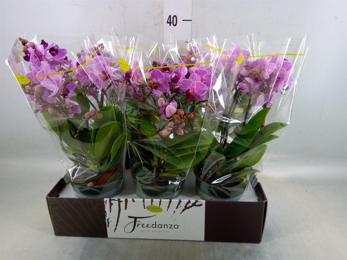 <h4>Phalaenopsis multi.   ...lilac</h4>