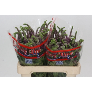 Veronica Skyler Pink