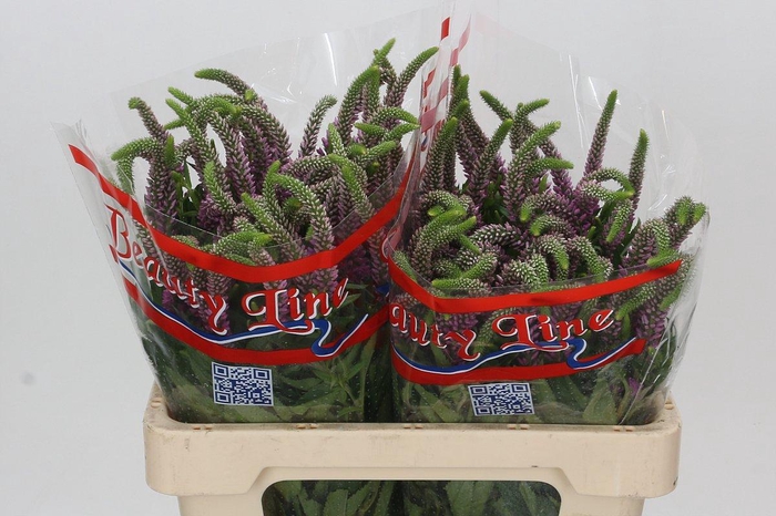 <h4>Veronica Skyler Pink</h4>