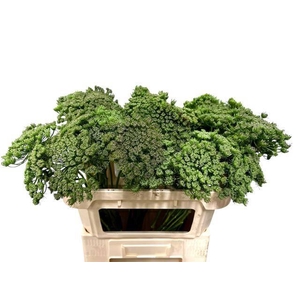 AMMI VISN GREEN MIST