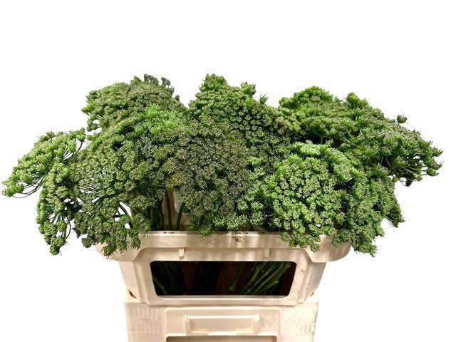 <h4>AMMI VISN GREEN MIST</h4>