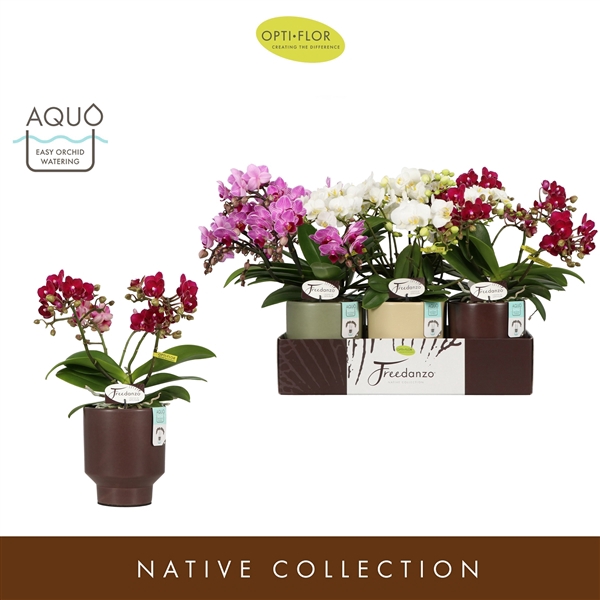 <h4>Freedanzo Songbird Mix in Emilia Mix Aquo</h4>