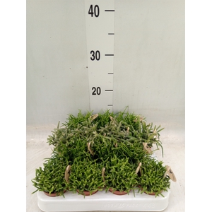 Rhipsalis   ...mix