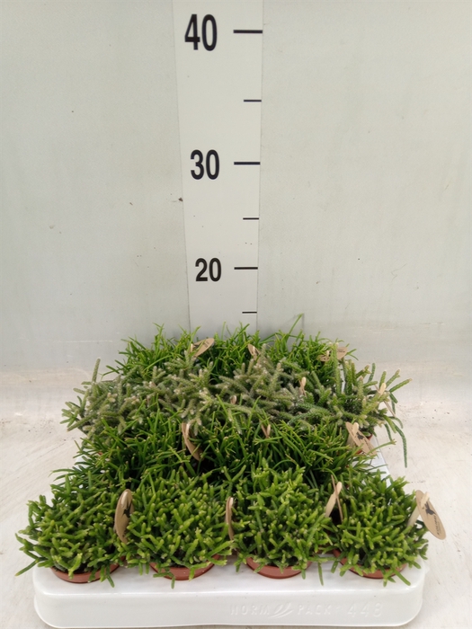 <h4>Rhipsalis   ...mix</h4>
