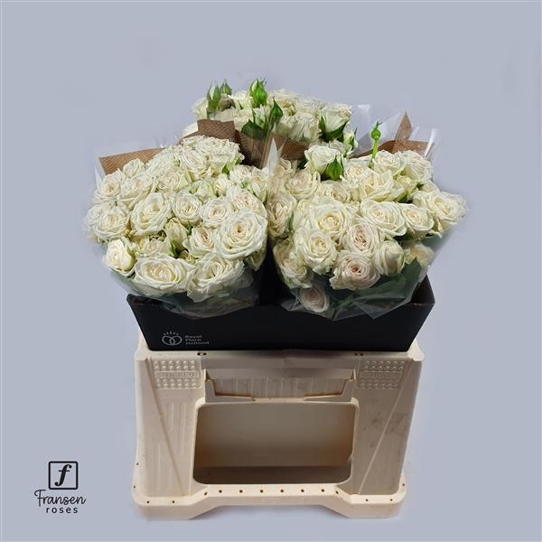 <h4>R TR Josephine 40cm</h4>