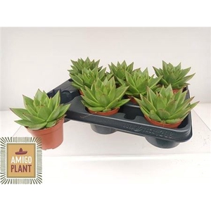 Echeveria agavoides 'Ebony'