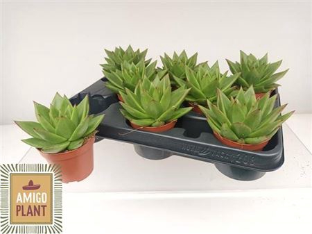 <h4>Echeveria agavoides 'Ebony'</h4>
