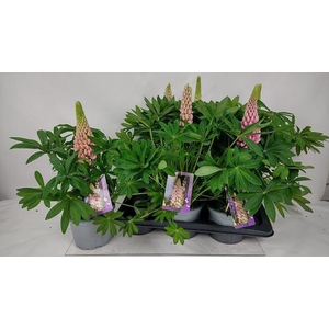 LUPI P LUPI PINK SH