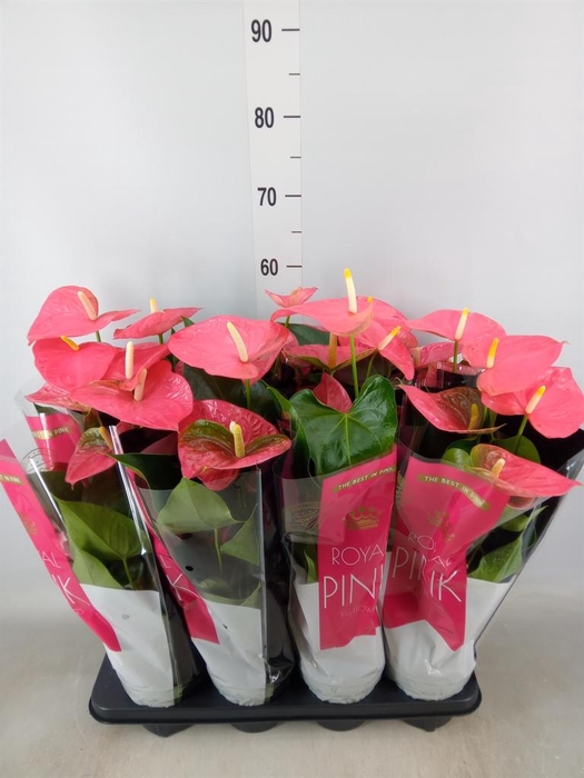 <h4>Anthurium andr. 'Colorado'</h4>