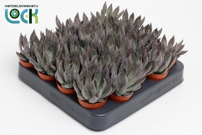 <h4>Echeveria Joost</h4>