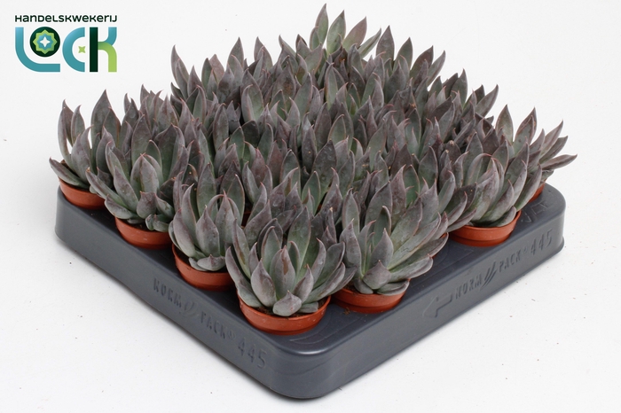 <h4>Echeveria Joost</h4>