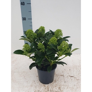 White Globe 13cm 6-8 bloem