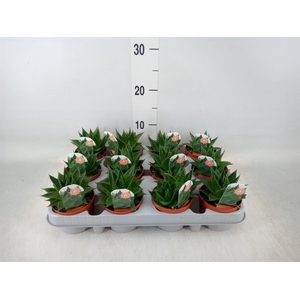 Aloe aristata 'Cosmo'