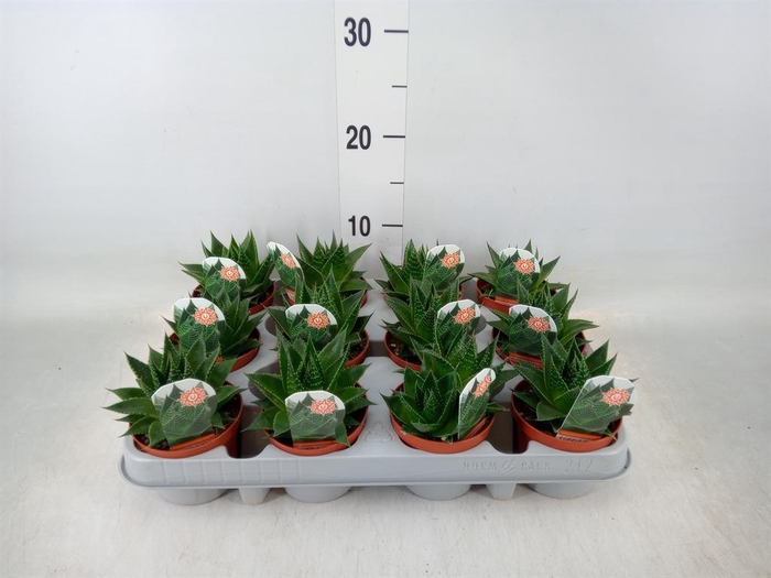 <h4>Aloe aristata 'Cosmo'</h4>
