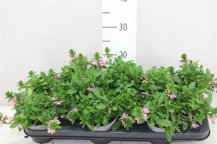 <h4>Scaevola Pink Blue</h4>