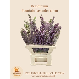 DELPH EL MAGIC FOUNTAINS LAVENDER