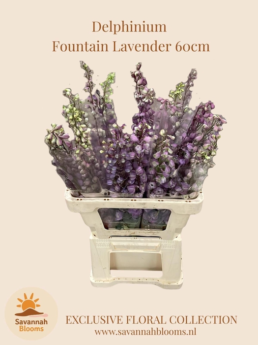 <h4>DELPH EL MAGIC FOUNTAINS LAVENDER</h4>