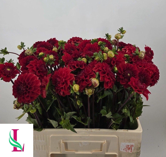 <h4>DAHL RED CAP</h4>
