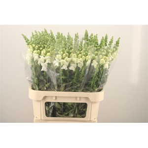 Antirrhinum Nl. White Antibes