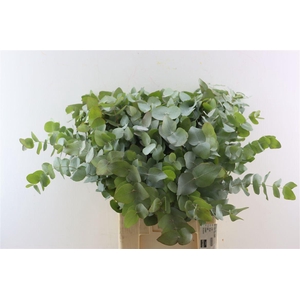 Euca Cinerea 300gr P Bunch