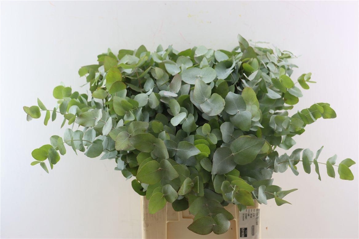 <h4>Euca Cinerea 300gr P Bunch</h4>