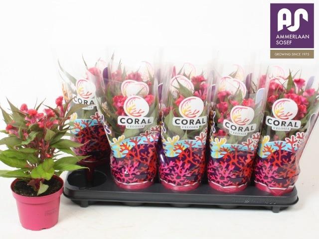 <h4>CEL CR HOT TOP PINK</h4>