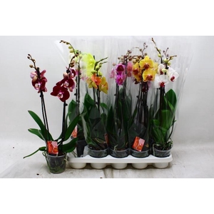 PHAL GEM 7 KL