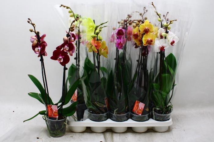 <h4>PHAL GEM 7 KL</h4>