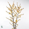 ILEX VE GOLD VERBOOM