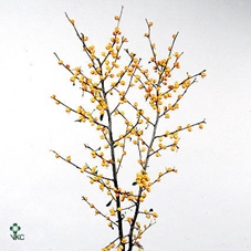 Ilex Ve Golden Verboom