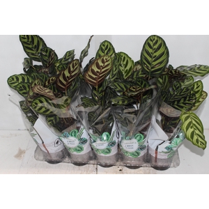 CALATHEA MAKOYAMA P12