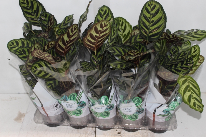 <h4>CALATHEA MAKOYAMA P12</h4>