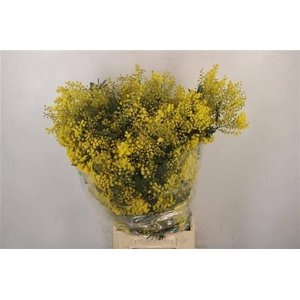 ACACIA BAILEYA BL BS