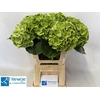 Hydrangea mag emerald classic