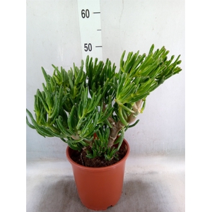 Crassula ovata 'Gollum'