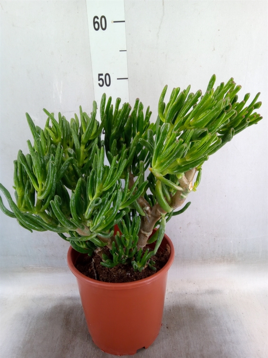 <h4>Crassula ovata 'Gollum'</h4>