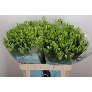 Alst Fl White Pearls X50