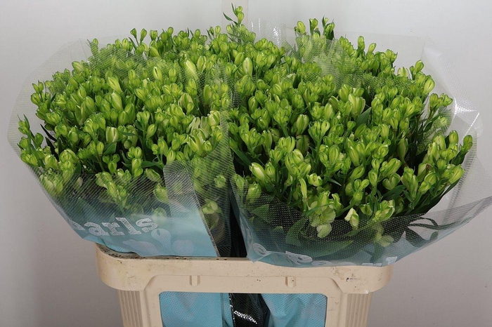 <h4>Alst Fl White Pearls X50</h4>