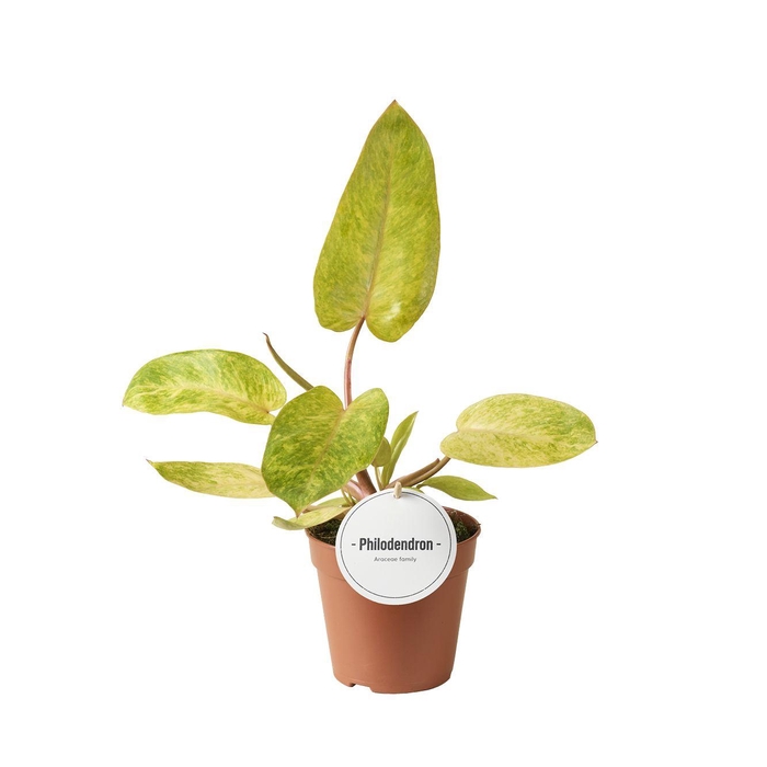 <h4>Philodendron Painted Lady</h4>