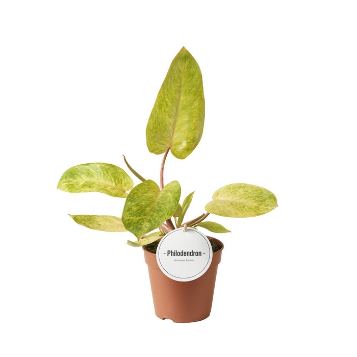 <h4>Philodendron Painted Lady</h4>