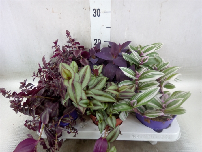 <h4>Tradescantia   ...mix</h4>